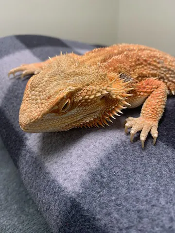 Avian & Exotic Animal Clinic Picture 2