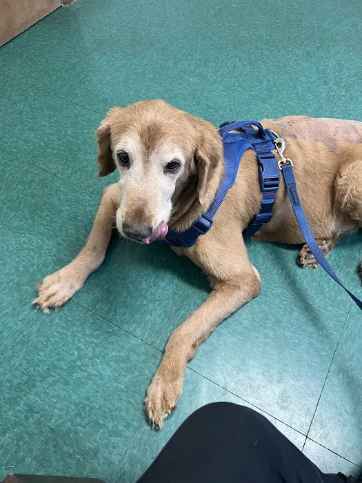 Indy Paws Veterinary Hospital Picture 5