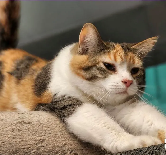 Indy Paws Veterinary Hospital Picture 6