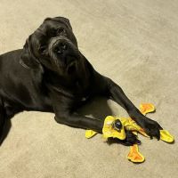 Mt. Comfort Animal Hospital ico