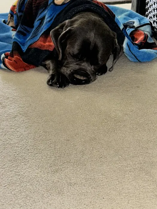 Mt. Comfort Animal Hospital Picture 2