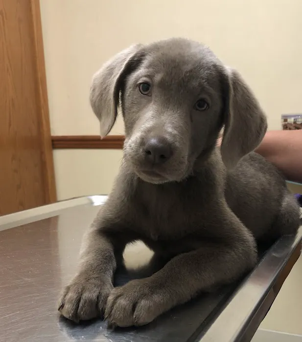 Mt. Comfort Animal Hospital Picture 7
