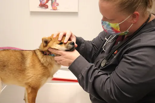 Animal Hospital of Avon Picture 6