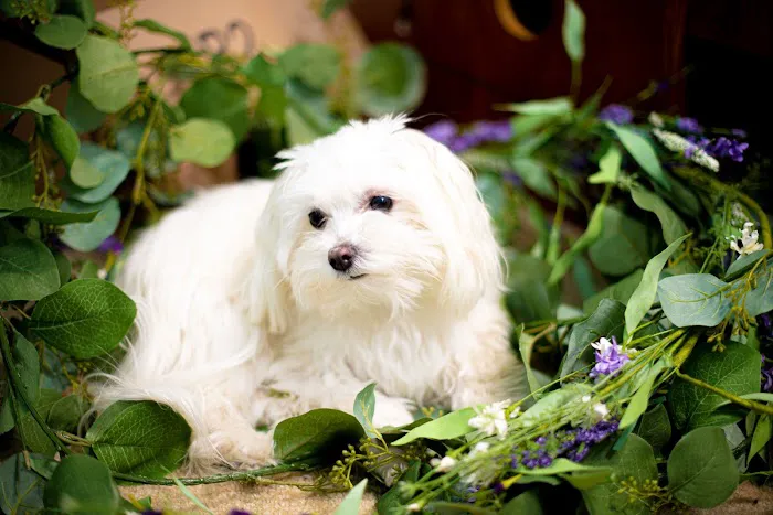 Animal Hospital of Avon Picture 10