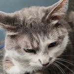 Avon Veterinary Clinic