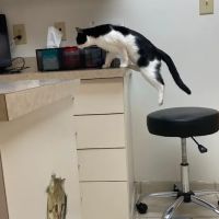 VCA Animal Hospital of Plainfield ico