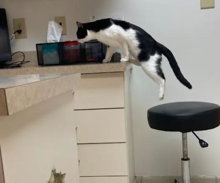 VCA Animal Hospital of Plainfield