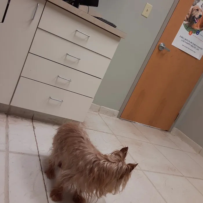 VCA Animal Hospital of Plainfield Picture 7