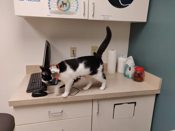 VCA Animal Hospital of Plainfield Picture 5