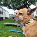 Freeland Animal Hospital