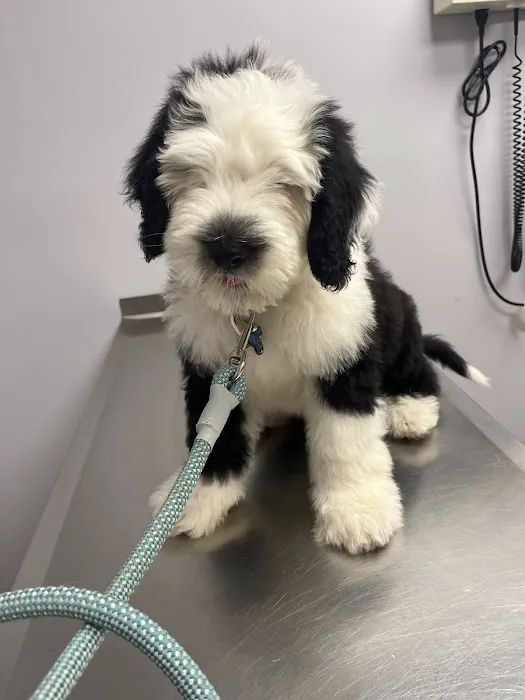 Freeland Animal Hospital Picture 9