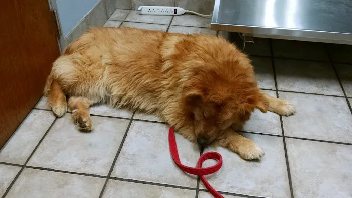 Freeland Animal Hospital Picture 6