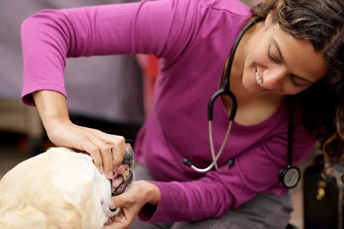 Lotus Veterinary House Calls Picture 7