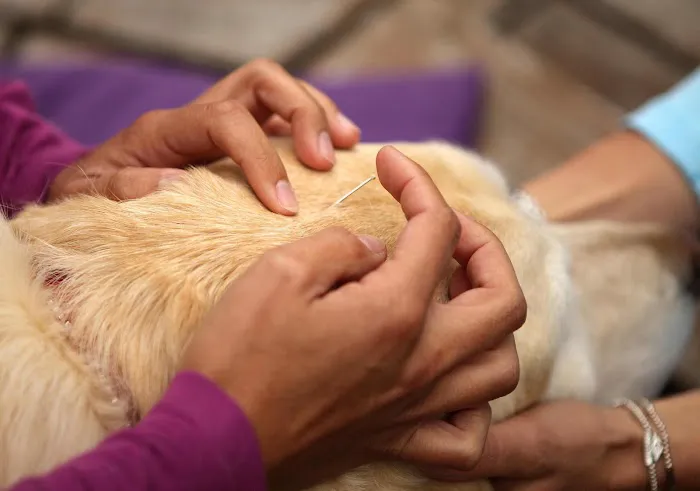 Lotus Veterinary House Calls Picture 8