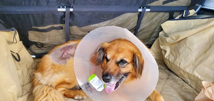 Seven Hills Veterinary Hospital Picture 1