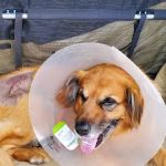 Seven Hills Veterinary Hospital
