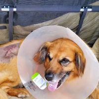 Seven Hills Veterinary Hospital ico