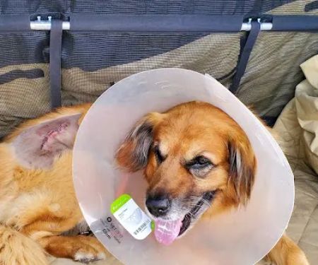 Seven Hills Veterinary Hospital