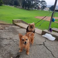 Park Animal Hospital ico