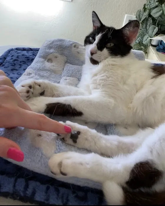 Smith's Veterinary Services Holistic House Call Veterinarian Picture 4