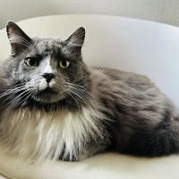 Smith's Veterinary Services Holistic House Call Veterinarian ico