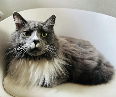 Smith's Veterinary Services Holistic House Call Veterinarian