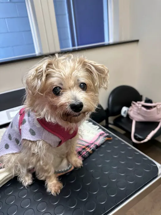 Irving Pet Hospital Picture 1
