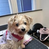 Irving Pet Hospital ico