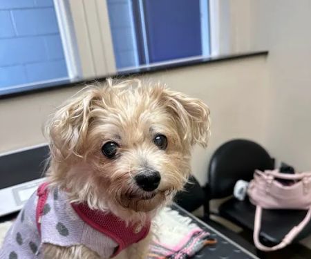 Irving Pet Hospital