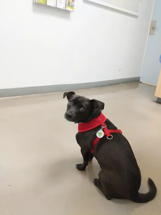 Irving Pet Hospital Picture 8