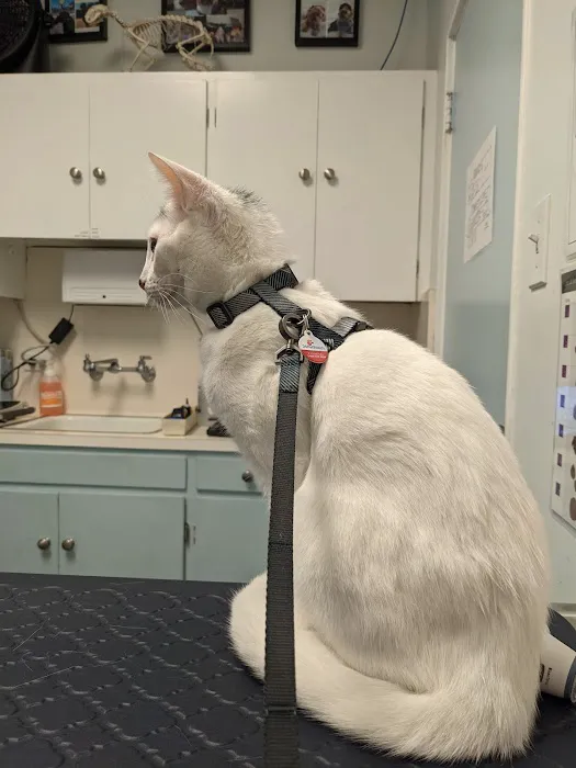 Irving Pet Hospital Picture 4