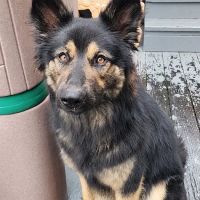 San Francisco SPCA Community Veterinary Clinic ico