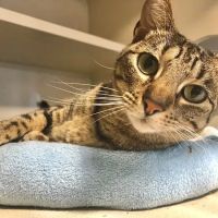 Crescent City Veterinary Hospital ico