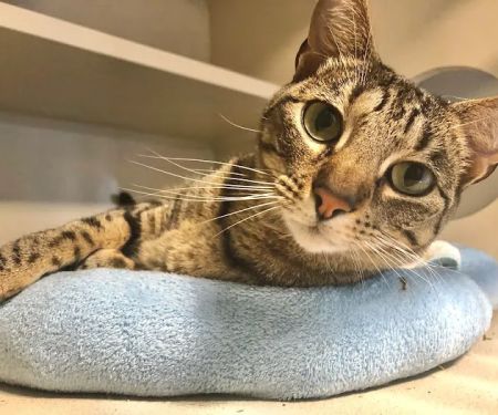 Crescent City Veterinary Hospital