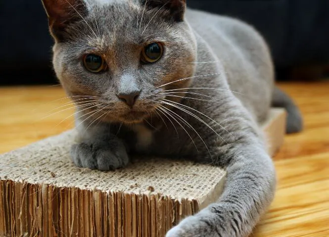 Uptown Veterinary Hospital Picture 2