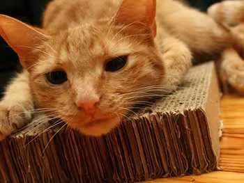 Uptown Veterinary Hospital Picture 5