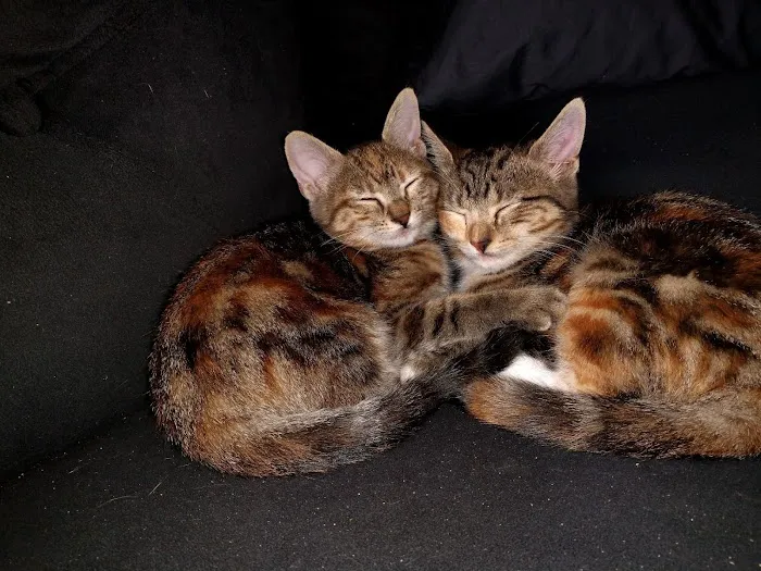 Uptown Veterinary Hospital Picture 1