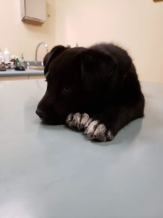 Prytania Veterinary Hospital Picture 9