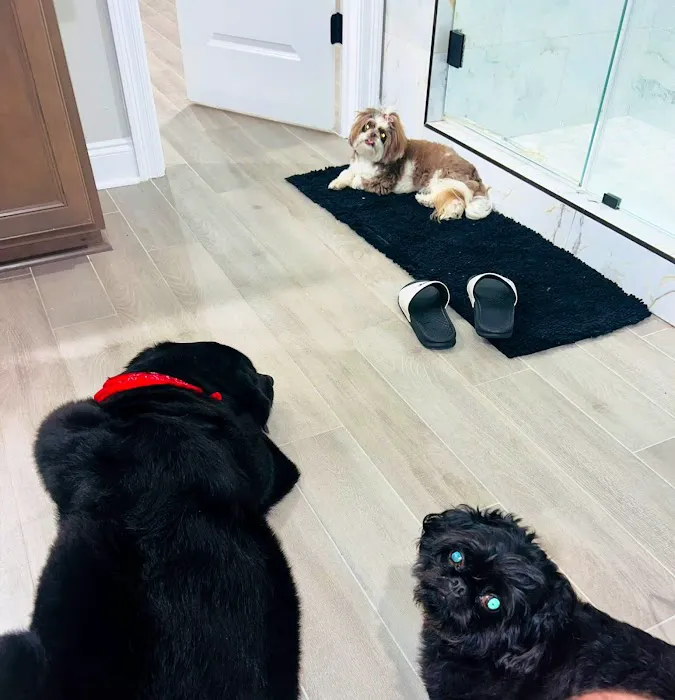 Quality Pet Care Picture 4