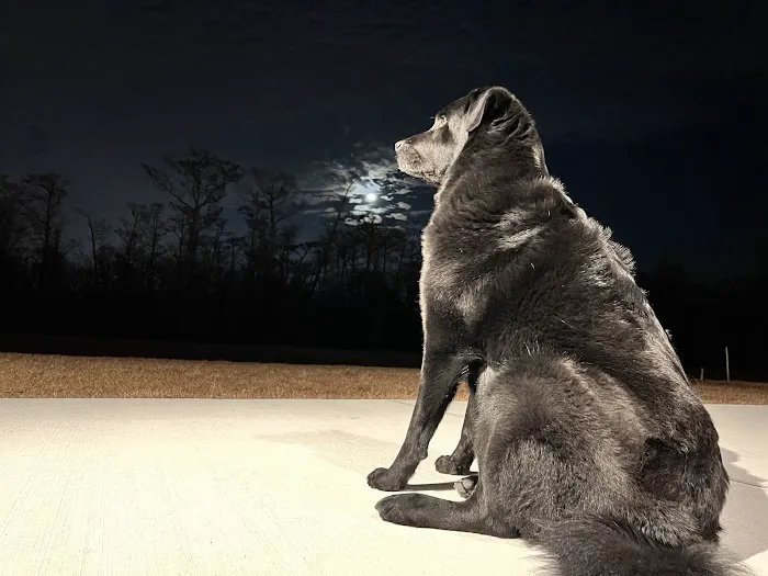 Quality Pet Care Picture 3