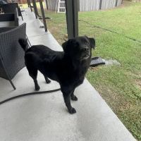 Quality Pet Care ico