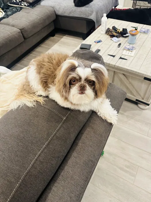 Quality Pet Care Picture 7