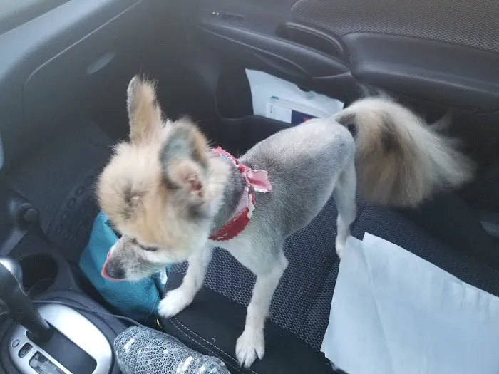 Quality Pet Care Picture 10