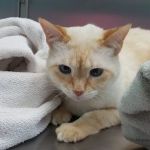 Terry Parkway Animal Hospital