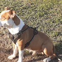 NOLA Animal Clinic ico