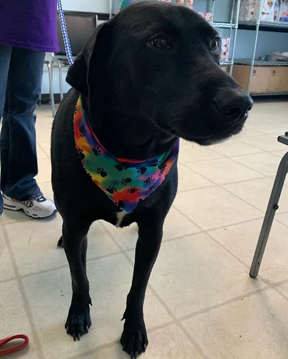 NOLA Animal Clinic Picture 7