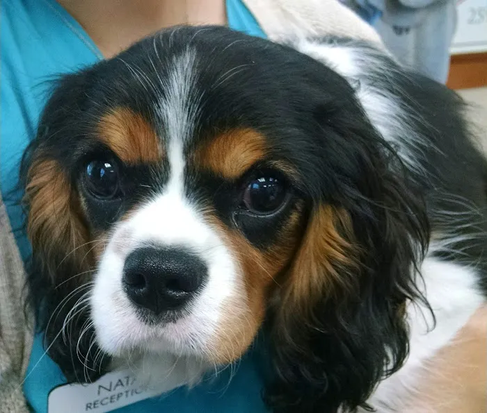 Metairie Small Animal Hospital - Lakeview Clinic Picture 3