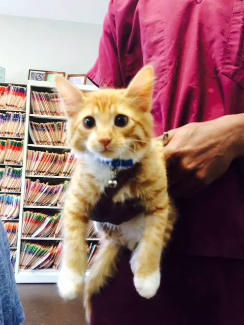 Metairie Small Animal Hospital - Lakeview Clinic Picture 4