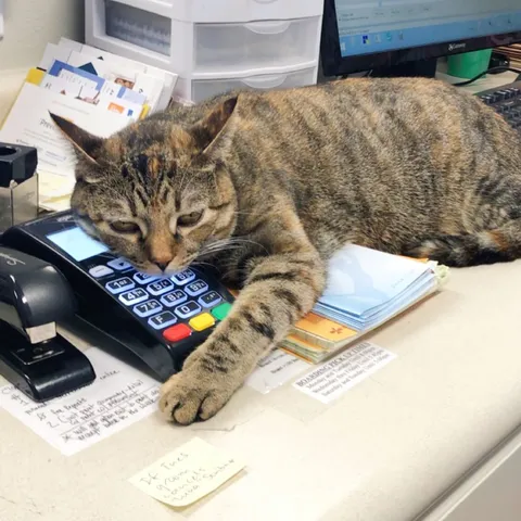 Metairie Small Animal Hospital - Lakeview Clinic Picture 10