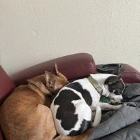 Southshore Animal Hospital ico
